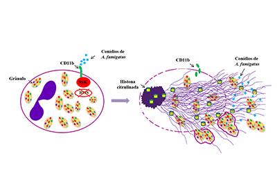 21 11 imuno noticia aspergillus