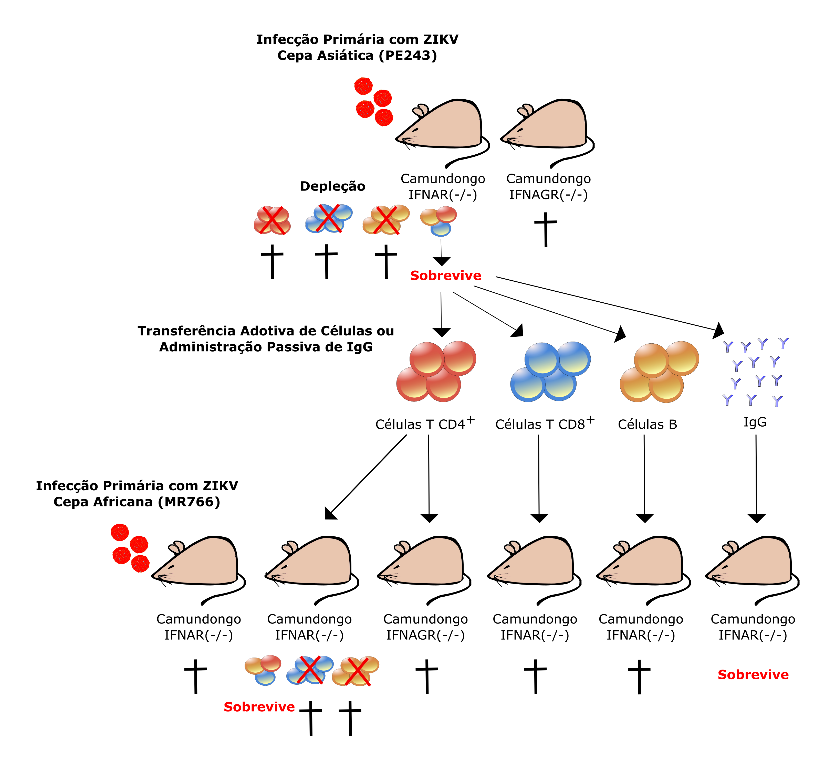 Lucas Kitoko et al. 2018 Summary Figure2